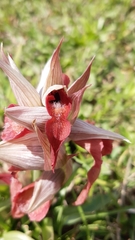 Serapias neglecta neglecta