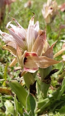 Serapias neglecta neglecta