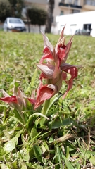 Serapias neglecta neglecta