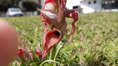 Serapias neglecta neglecta