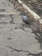 Columba livia domestica