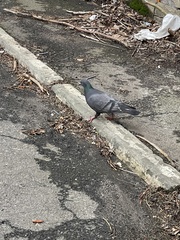 Columba livia domestica