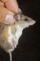 Peromyscus collinus
