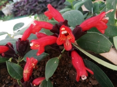 Aeschynanthus radicans