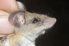 Peromyscus collinus