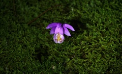 Pleione formosana