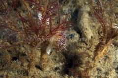 Facelina auriculata