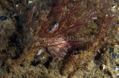 Facelina auriculata