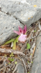 Anacamptis papilionacea aegaea