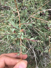 Symphoricarpos longiflorus
