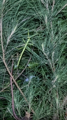 Phasmotaenia lanyuhensis