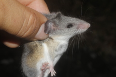 Peromyscus leucopus texanus
