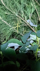 Phasmotaenia lanyuhensis