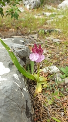 Anacamptis papilionacea aegaea
