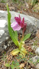 Anacamptis papilionacea aegaea
