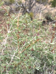 Symphoricarpos longiflorus