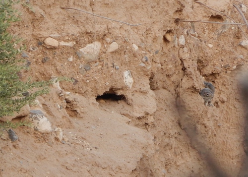 Texas Antelope Squirrel