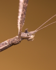 Phasmida