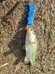 Micropterus salmoides