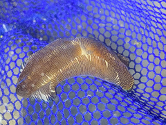 Tubulophilinopsis lineolata