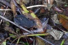 Bufo bankorensis
