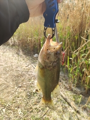 Micropterus salmoides