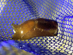 Tubulophilinopsis lineolata