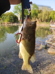 Micropterus salmoides