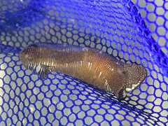 Tubulophilinopsis lineolata