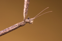 Phasmida