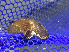 Tubulophilinopsis lineolata