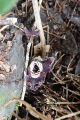 Asarum macranthum