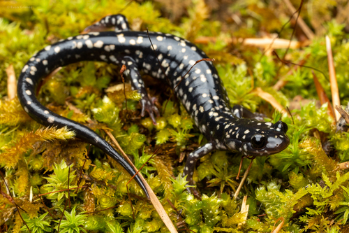 Louisiana Slimy Salamander, Plethodon kisatchie