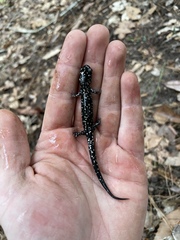 Plethodon kisatchie