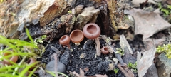 Dumontinia