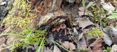 Dumontinia
