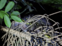 Coendou bicolor