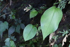 Liparis cordifolia