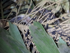 Coendou bicolor