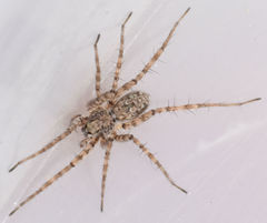 Pardosa sura