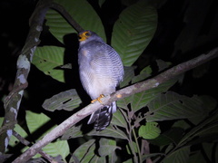 Micrastur ruficollis