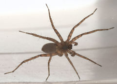 Pardosa sura