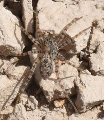 Pardosa sura