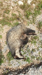 Meles canescens arcalus