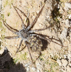 Pardosa sura