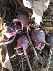 Hexastylis rhombiformis