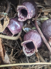 Hexastylis rhombiformis