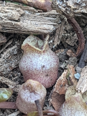 Hexastylis rhombiformis