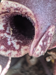 Hexastylis rhombiformis