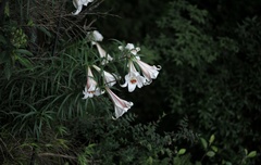 Lilium brownii
